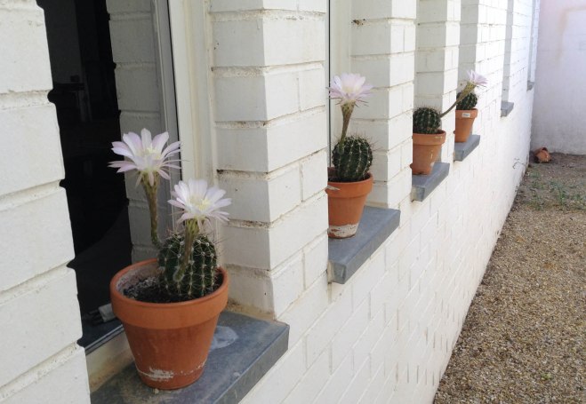 cactus en flor