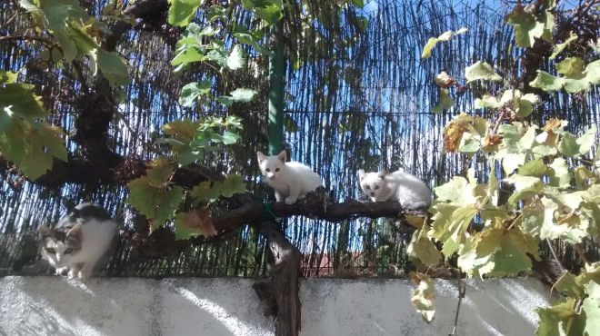 camada de gatitos